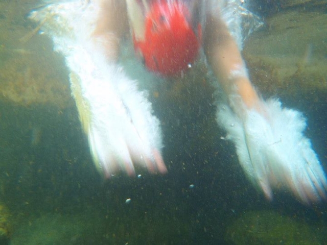 Al agua patos